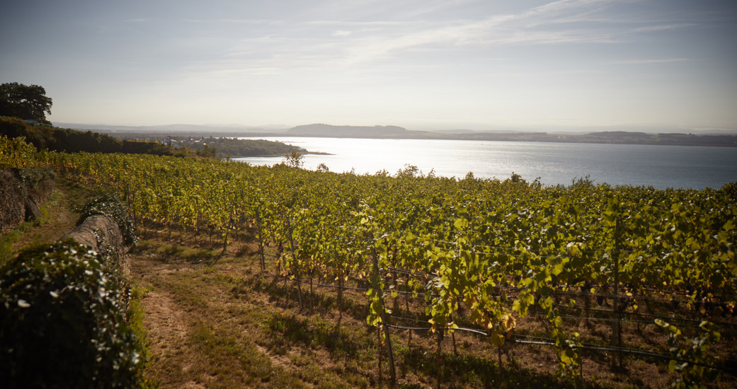 Domaine Saint-Sébaste - Kuntzer SA