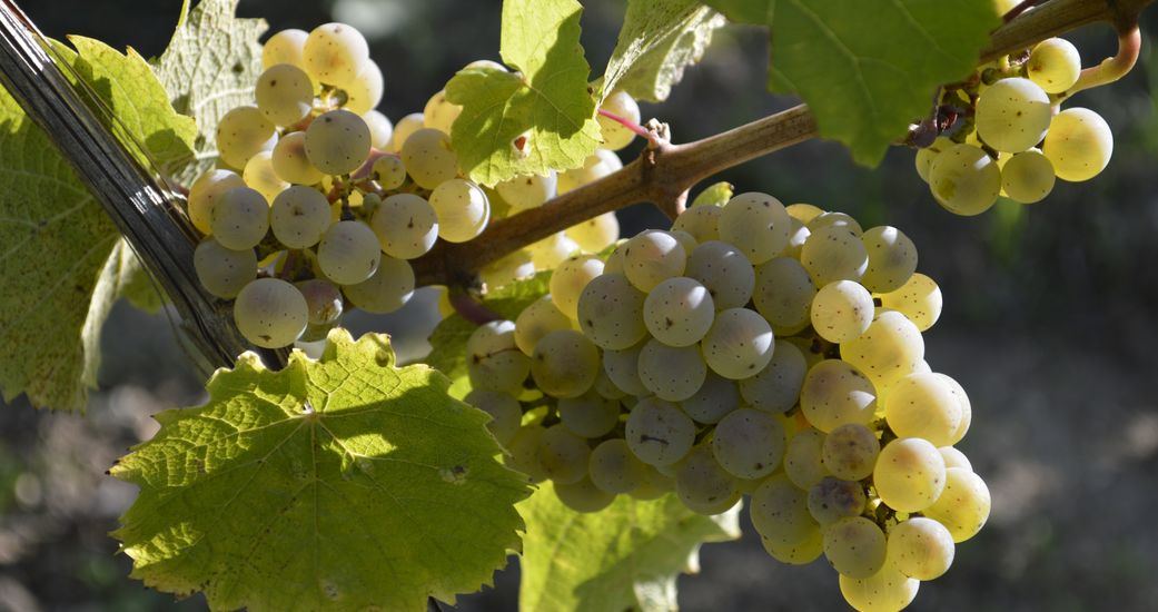 Weingut Kurt Bug