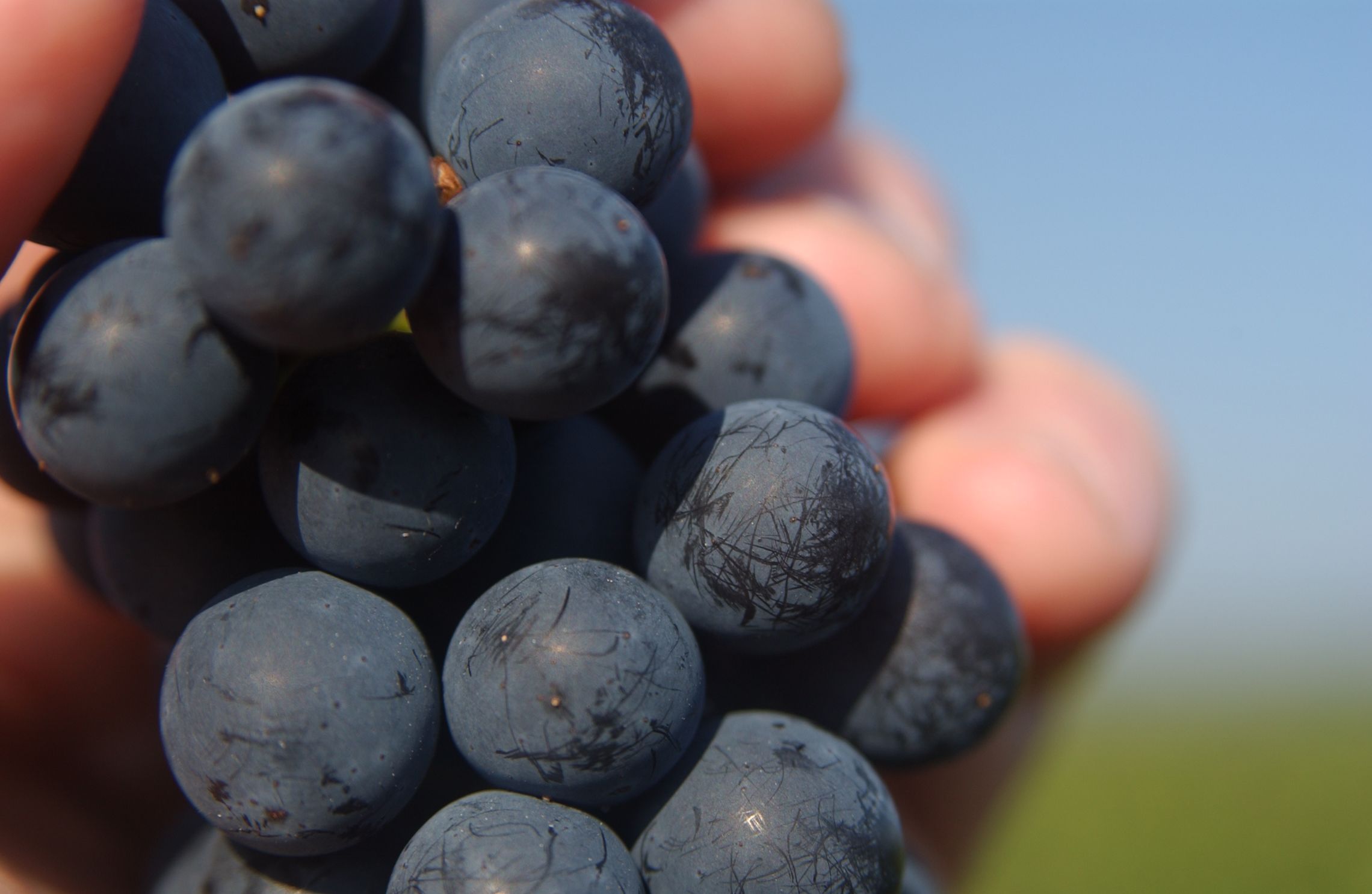 Burgund: Beaujolais