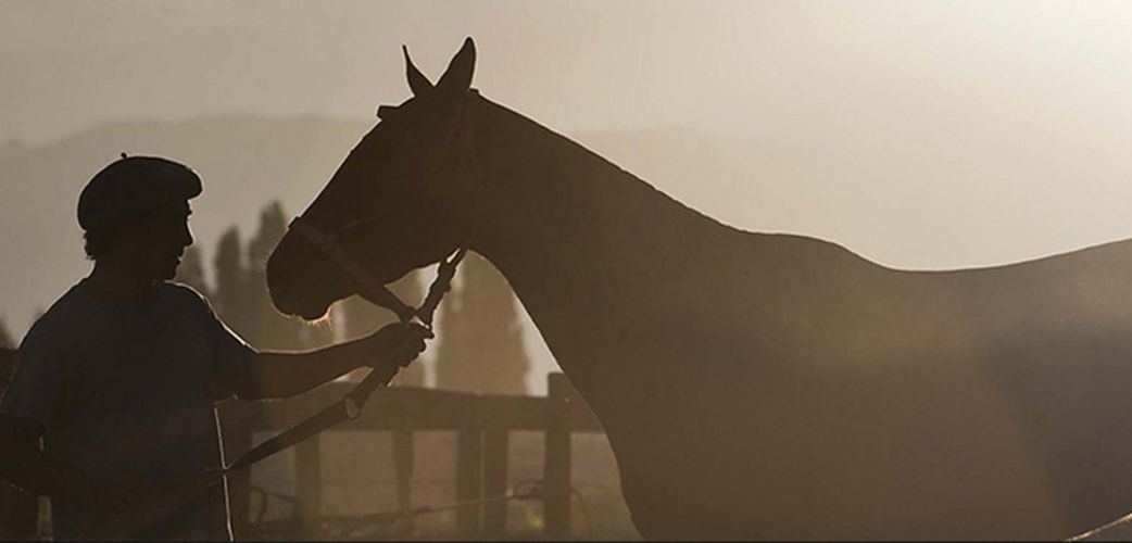 Cheval des Andes
