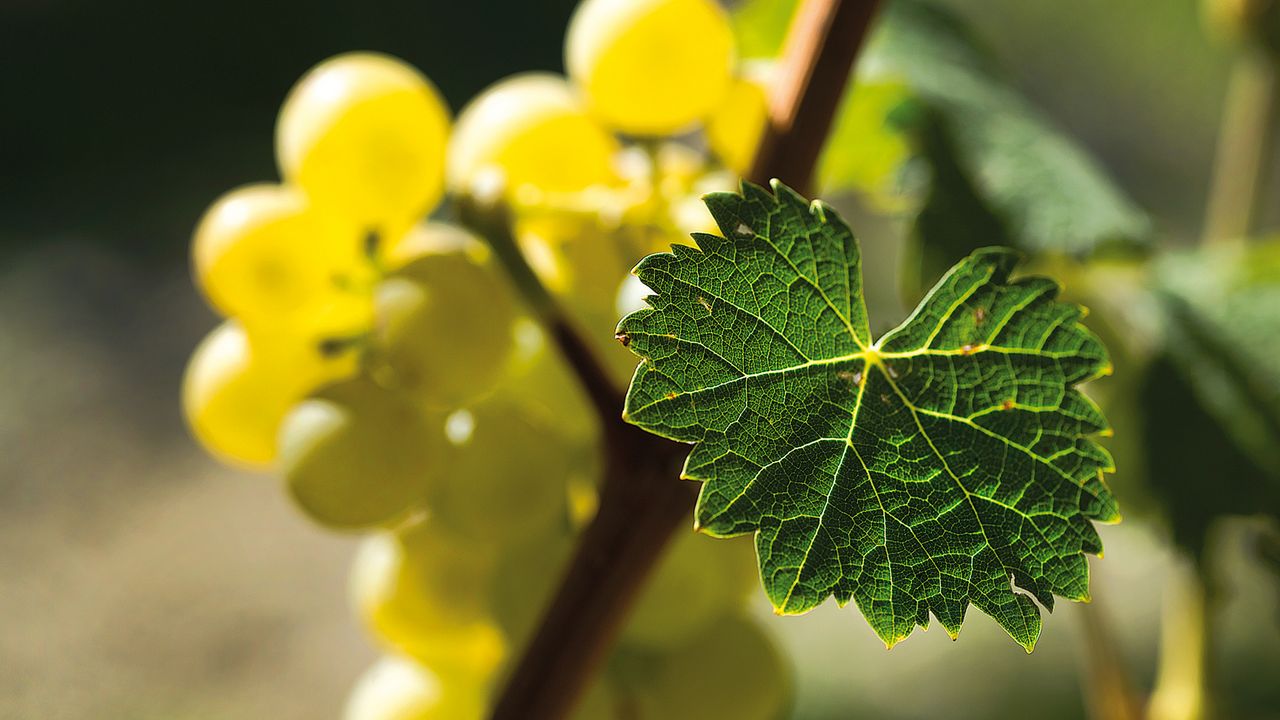 Moscato Bianco Asti DOCG VINUM