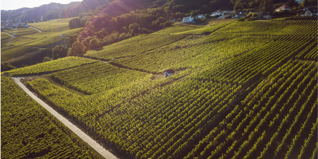 Domaine La Colombe SA