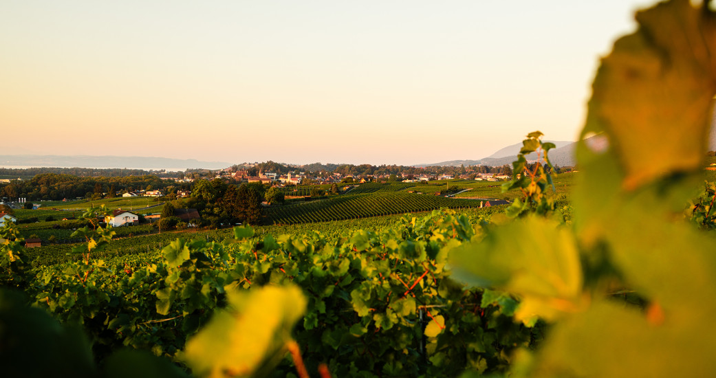Domaine de Montmollin