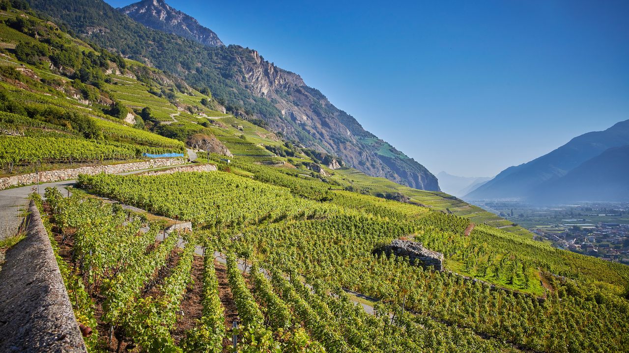Petite Arvine (Sion)