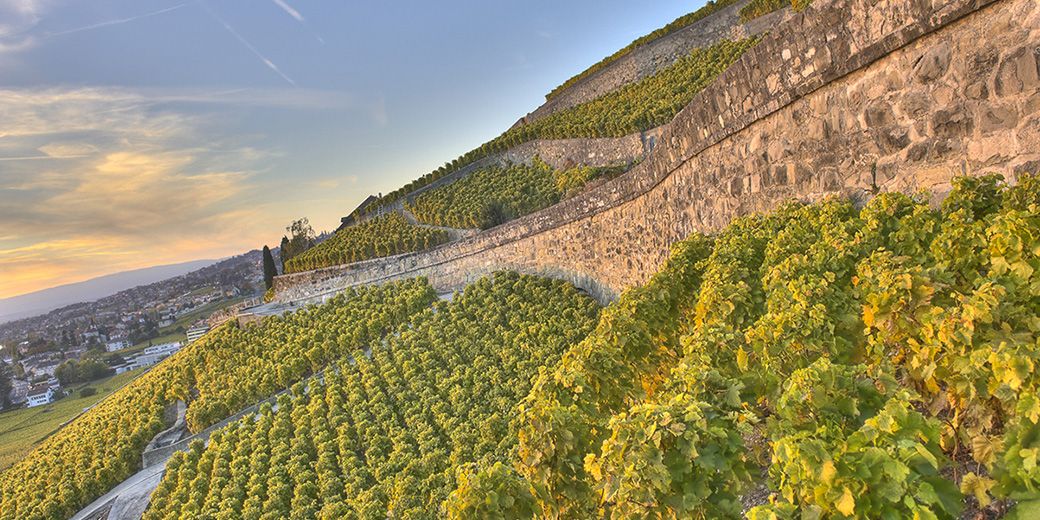 Hammel - Terres de Vins