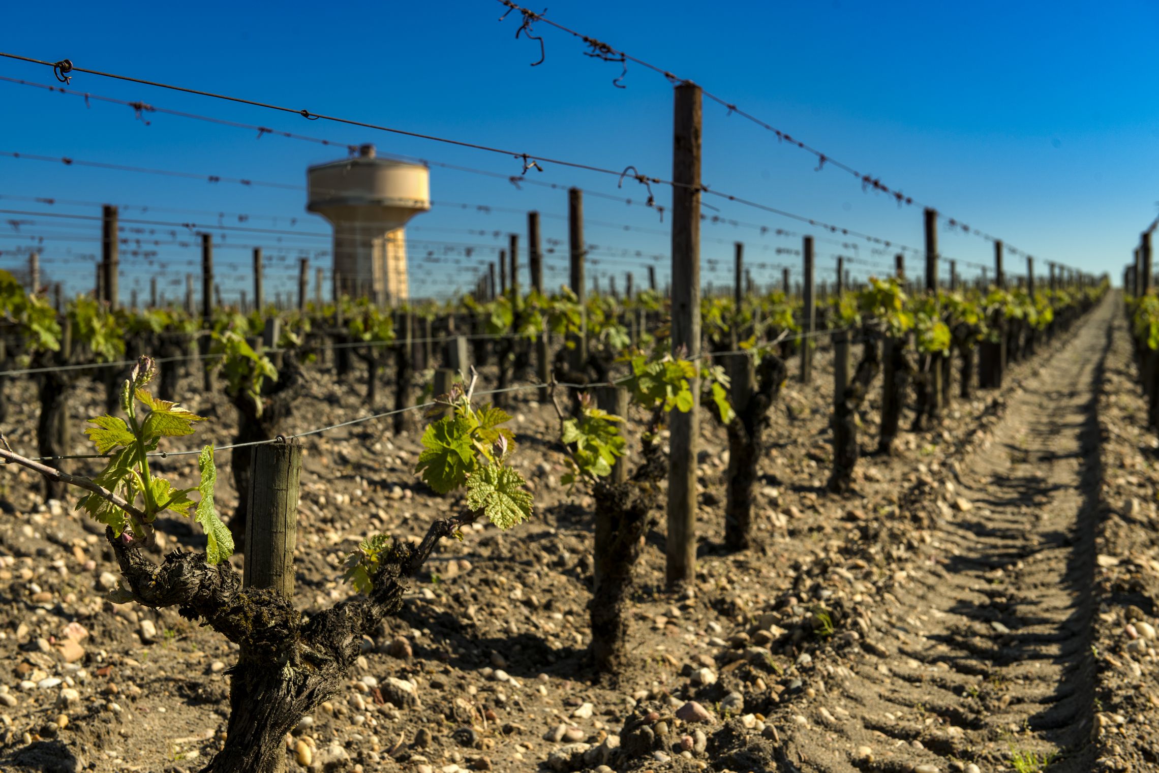 Bordeaux: Pessac-Léognan