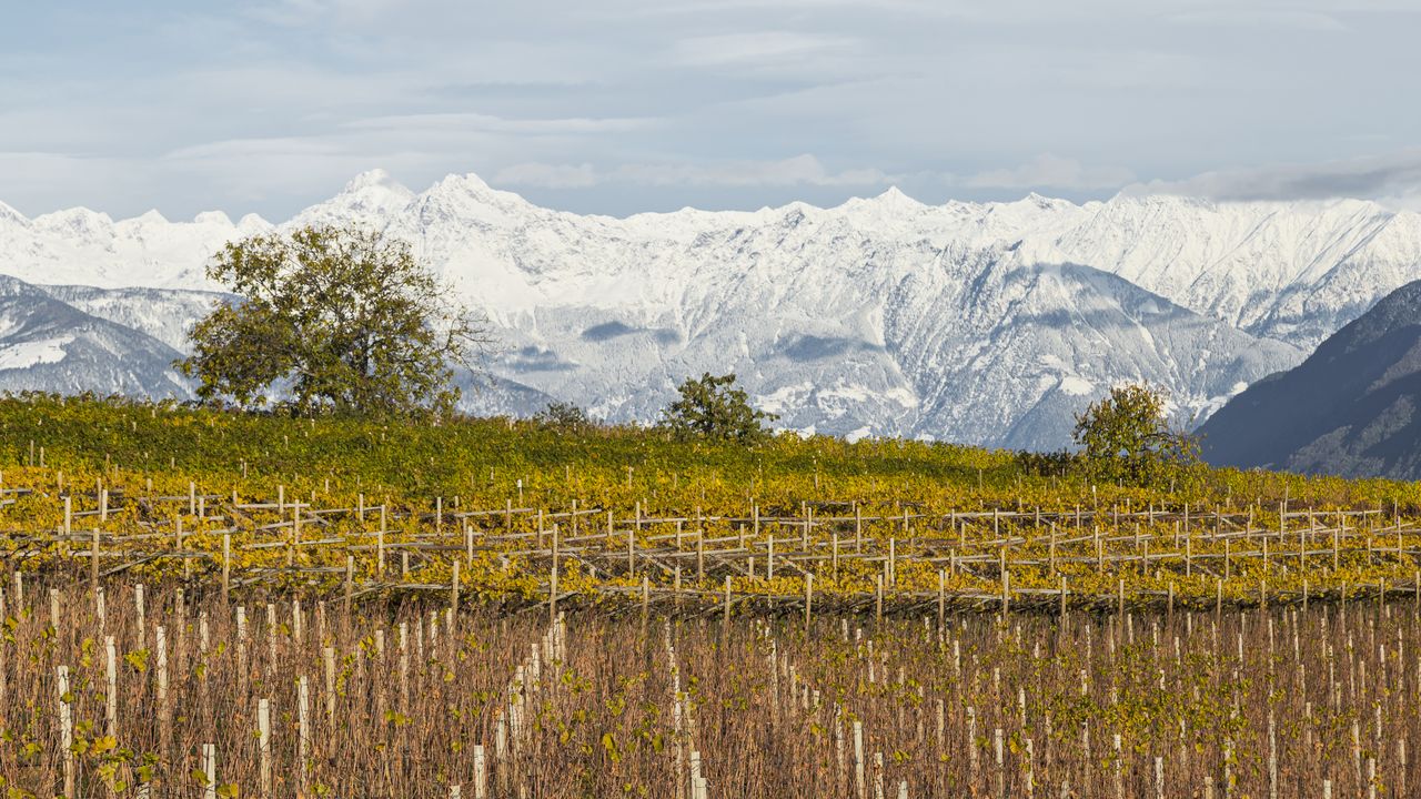 Die besten Winzer der Weinregion Südtirol | VINUM Weinguide Deutschland ...