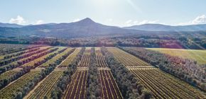 Grand Tasting & Masterclass mit Bolgheri