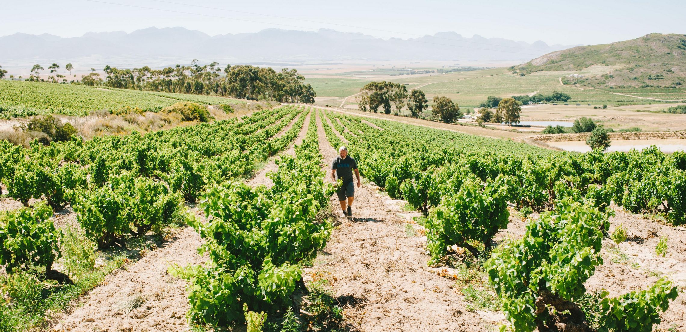 Weinregionen Sudafrika