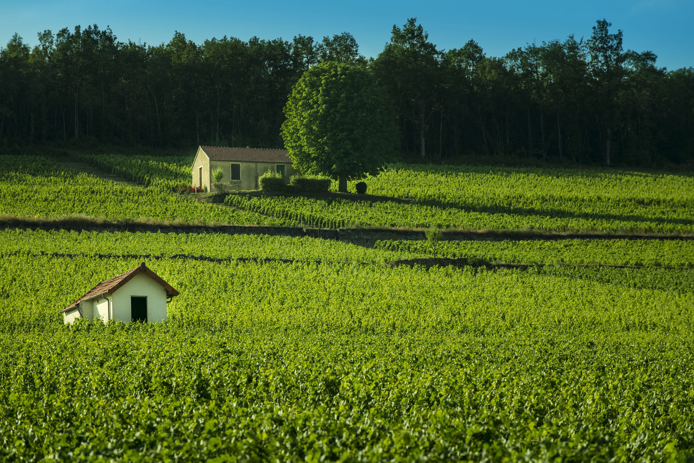 Burgund: Côte de Beaune