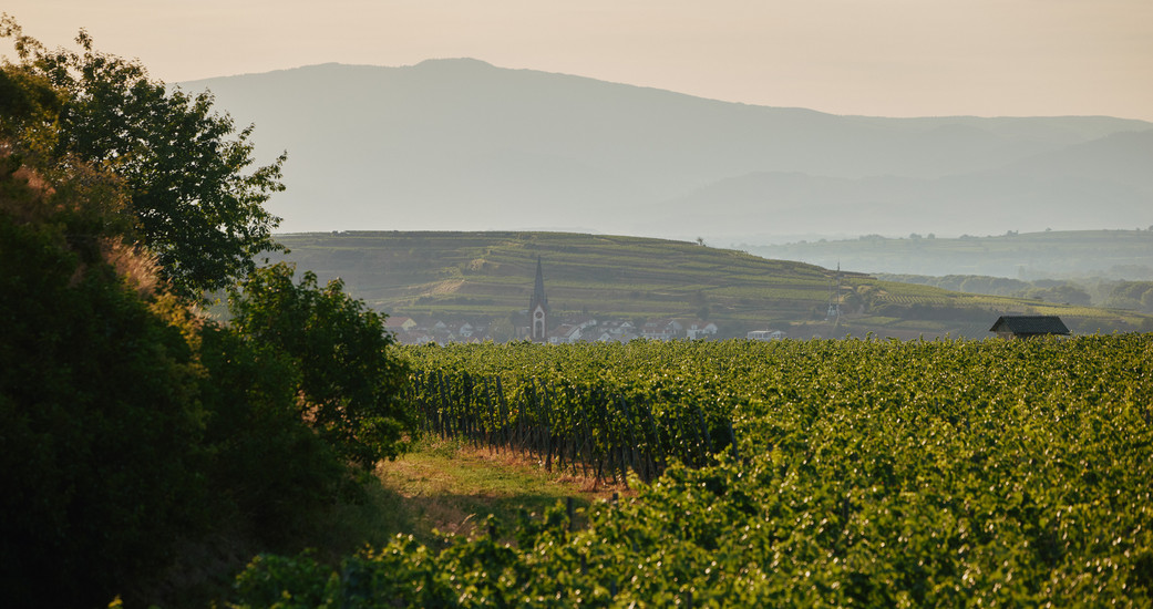 Weingut Dr. Heger