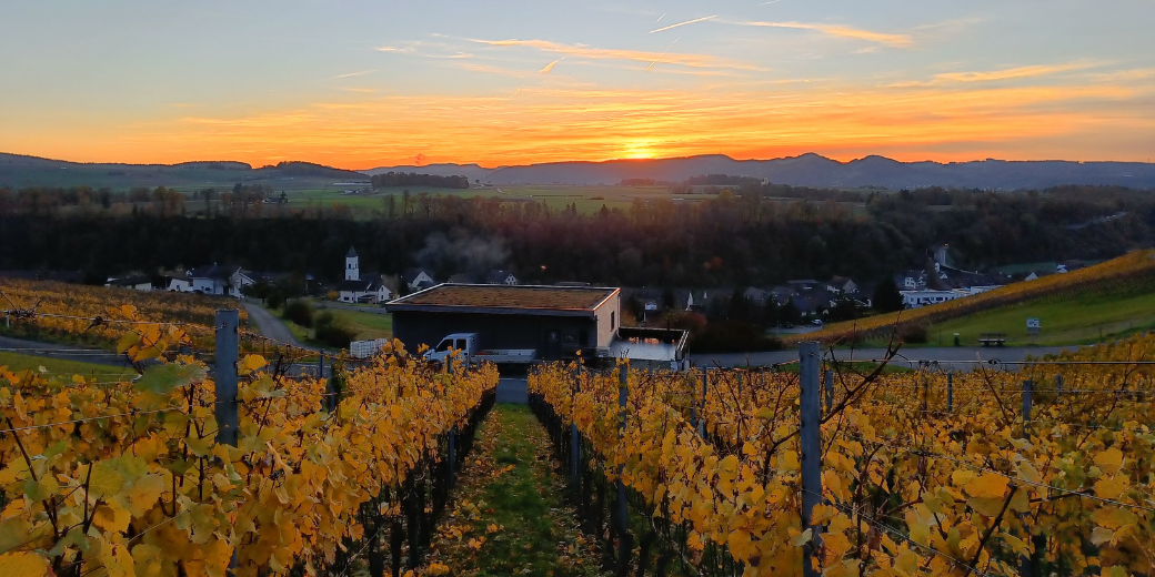 Baumgartner Weinbau AG