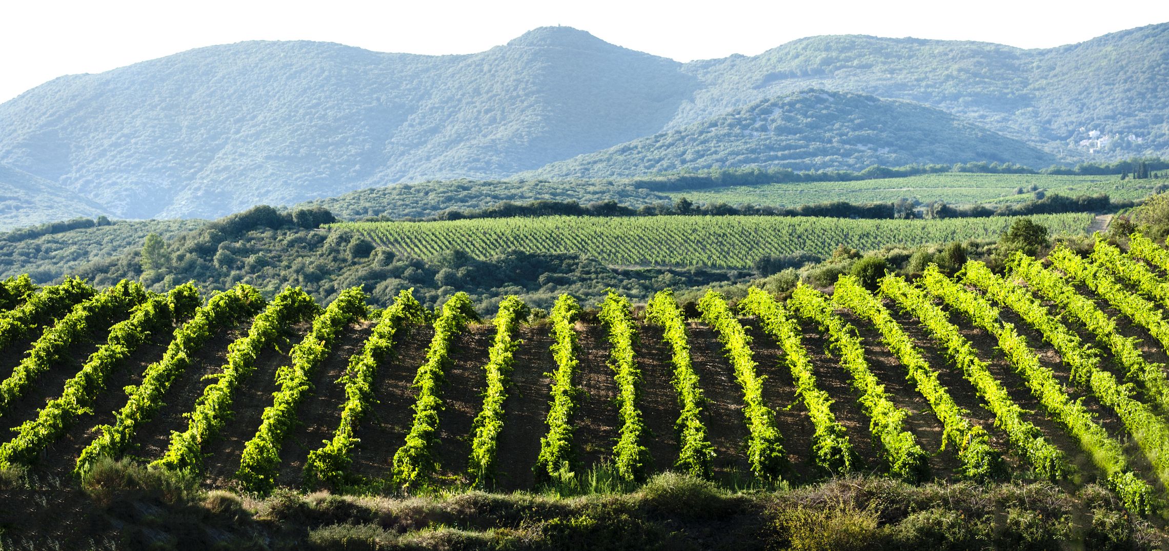 Weinregionen: Frankreich