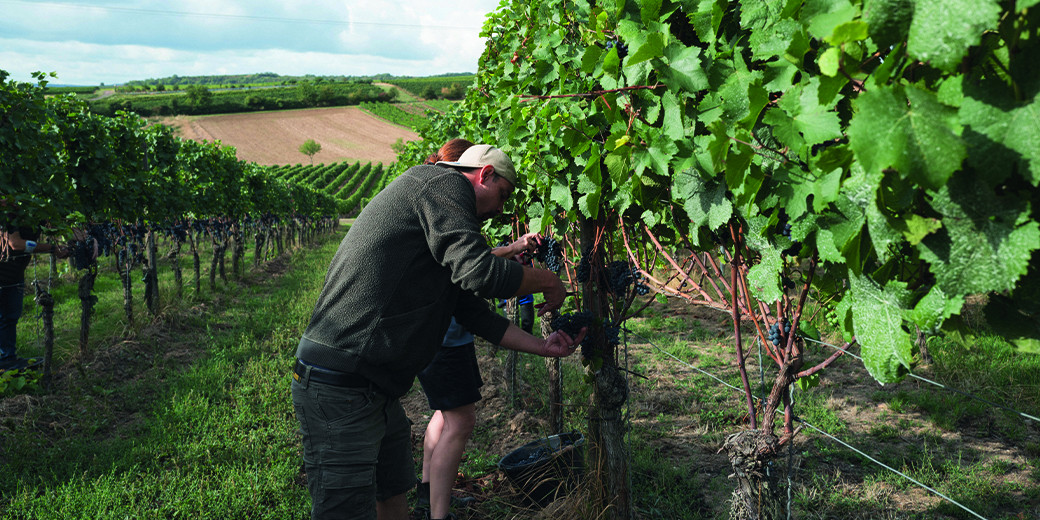 Weingut Zwölberich