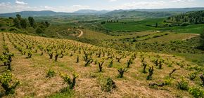 Masterclass und Walkaround Tasting mit der D.O. Navarra 2026