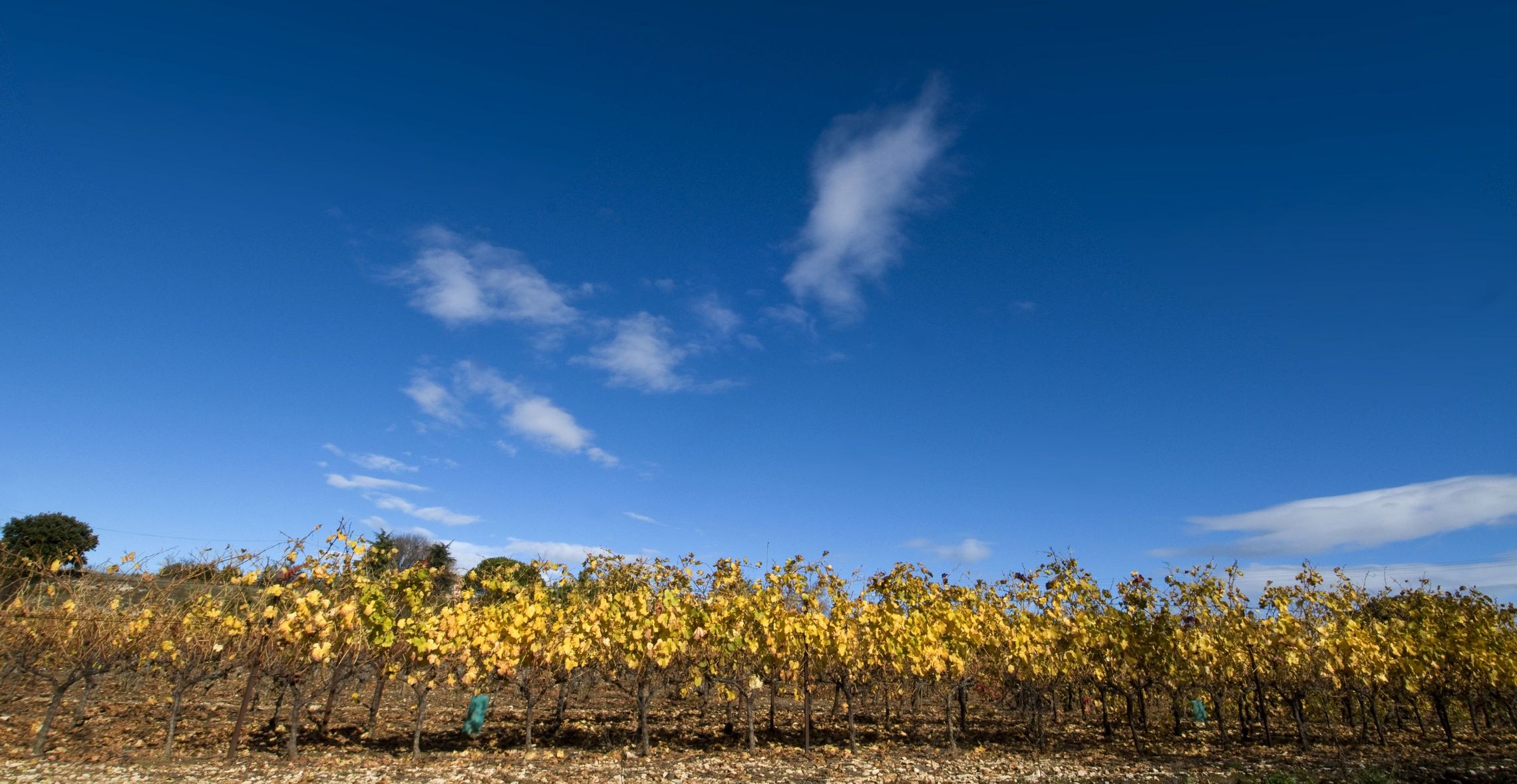 Rhône: Tavel