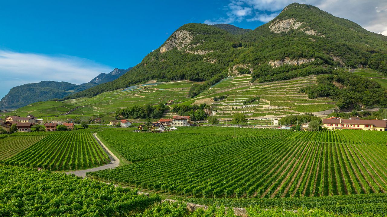 TopWeine des Mondial du Chasselas 2022 verkostet VINUMLeserpanel