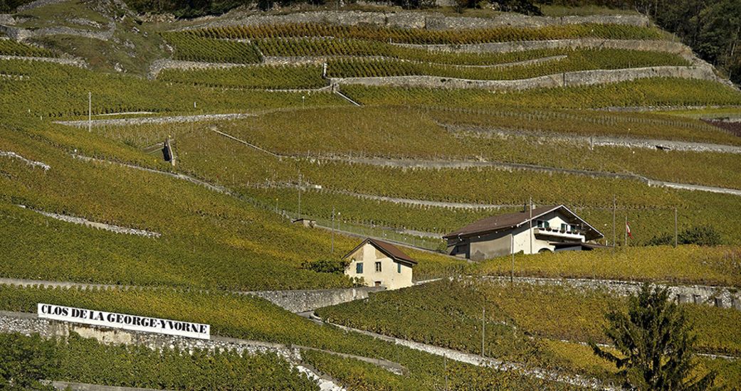 Hammel - Terres de Vins