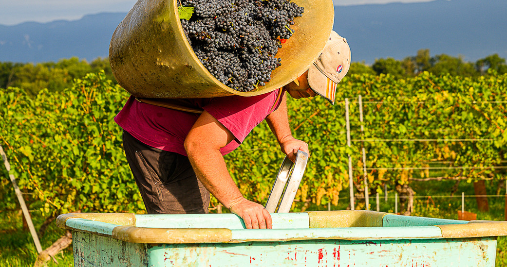 Domaine de la Guérite