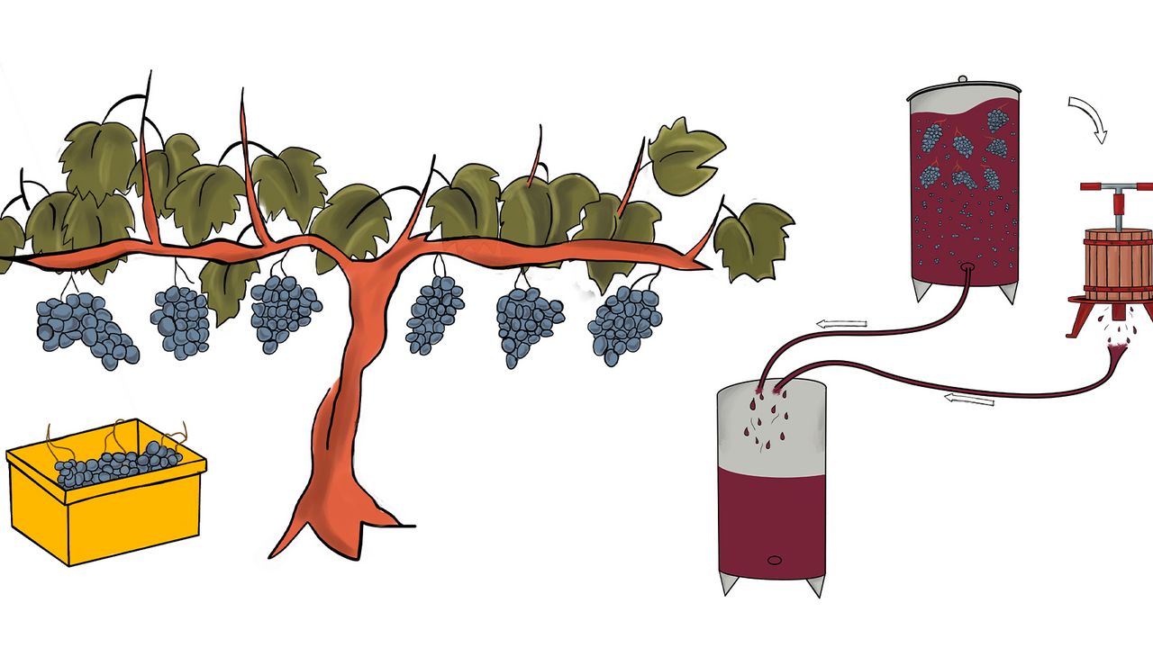 How to make Beaujolais