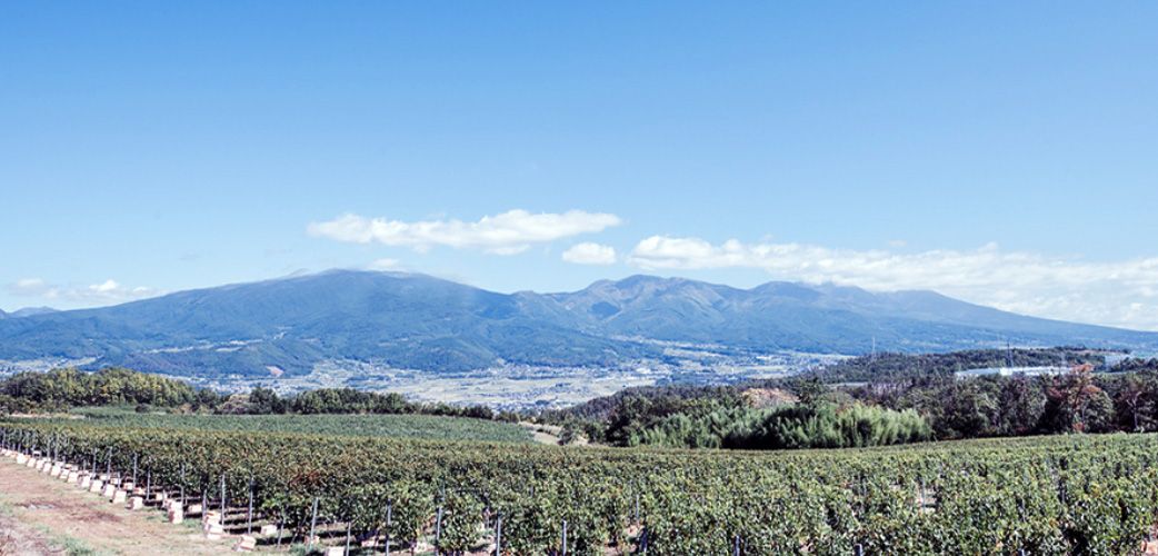 Koshu - Japans Weine Koshu - Japans Weine