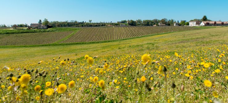 Bordeaux: Fronsac/Canon-Fronsac