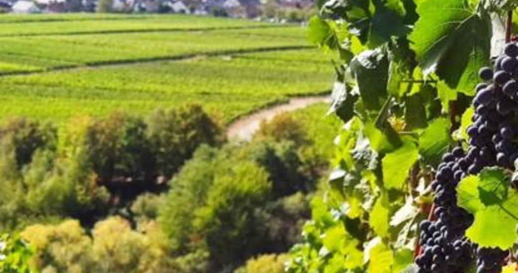 Weingut Kurt Bug