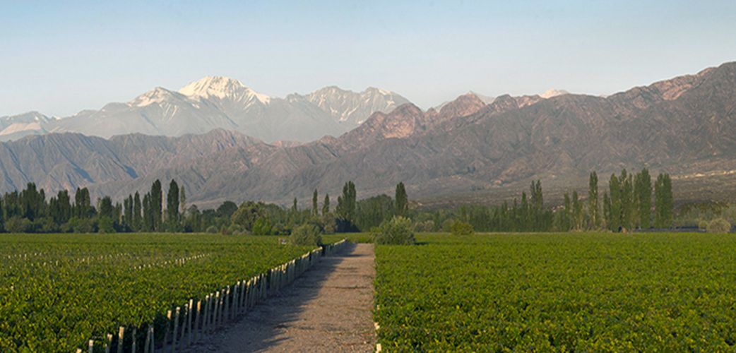 Cheval des Andes