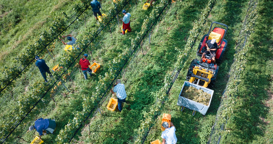 Bioweingut Lenz AG