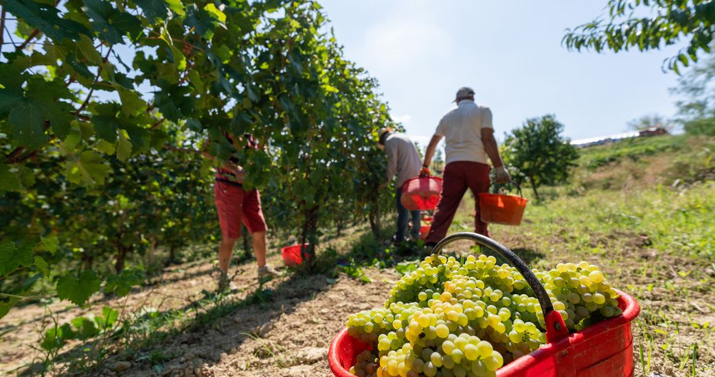 PRELI AG - Das Weingut im Piemont