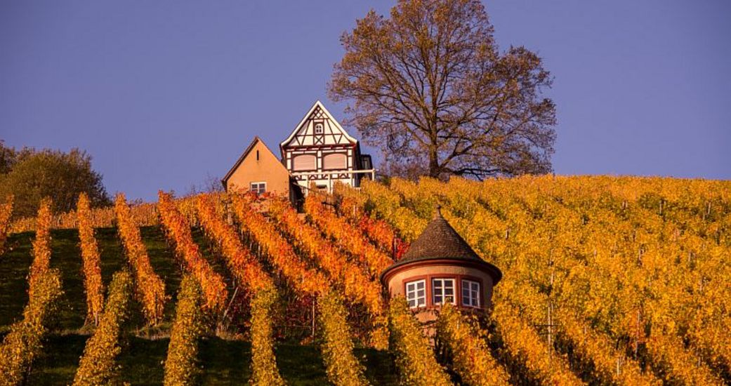 Weingut Bernhard Ellwanger
