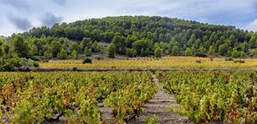 DOP Yecla - Masterclass & Walkaround Tasting