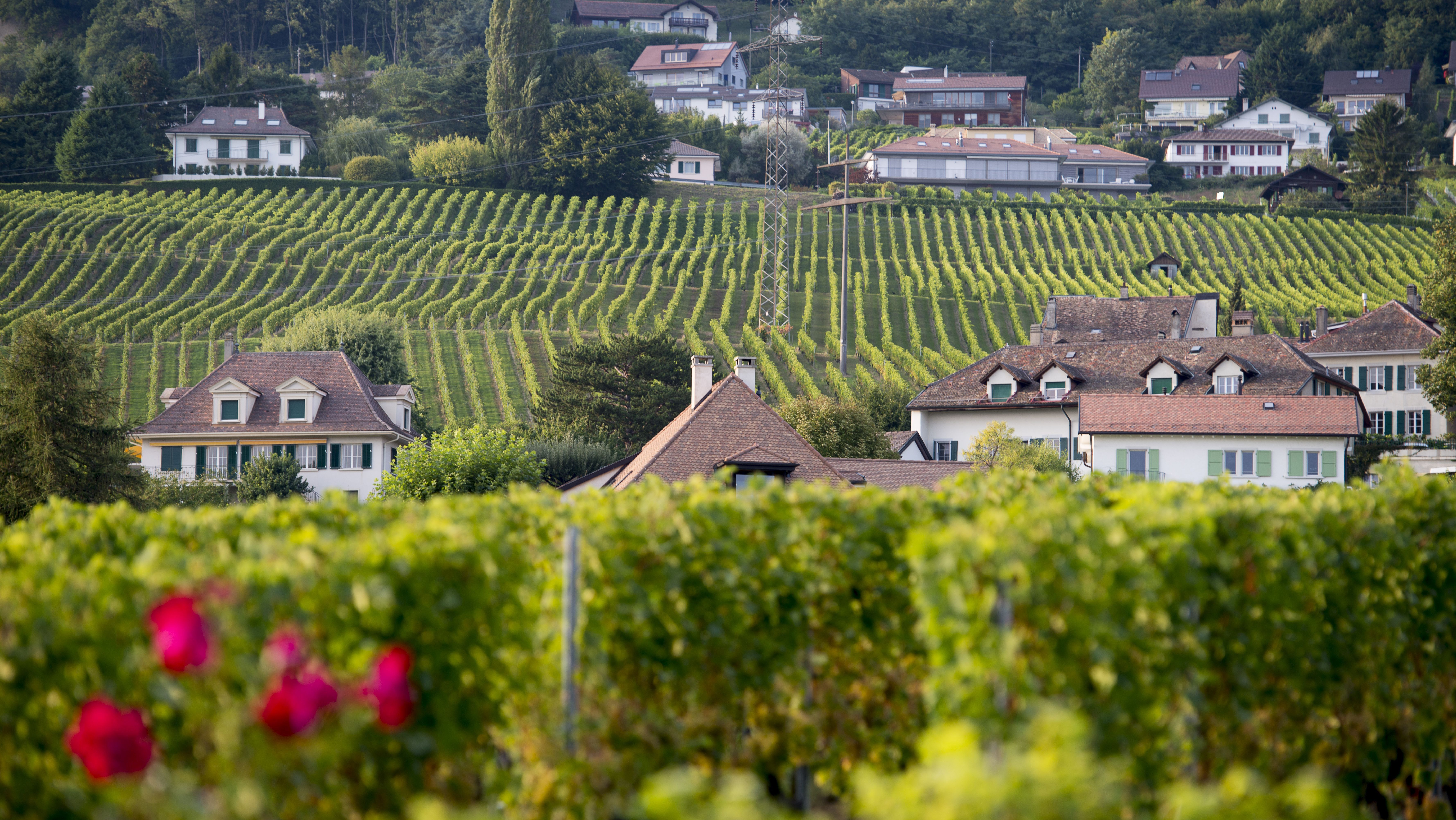 Mont-sur-Rolle, le village qui accueillera la Maison des Vins de La Côte. Photo: Siffert/weinweltfoto.ch Mont-sur-Rolle, le village qui accueillera la Maison des Vins de La Côte. Photo: Siffert/weinweltfoto.ch