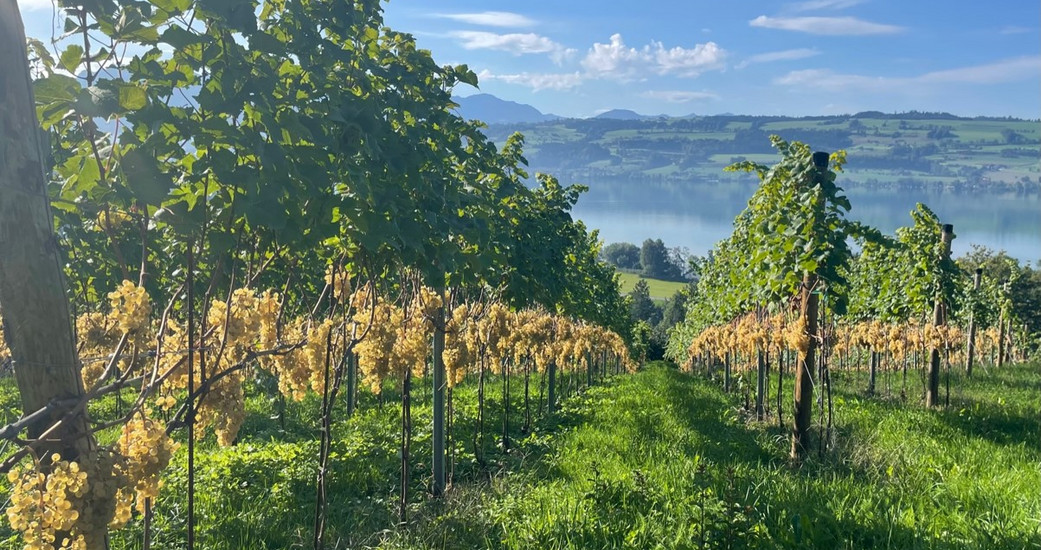 Weinbau Sempachersee GmbH