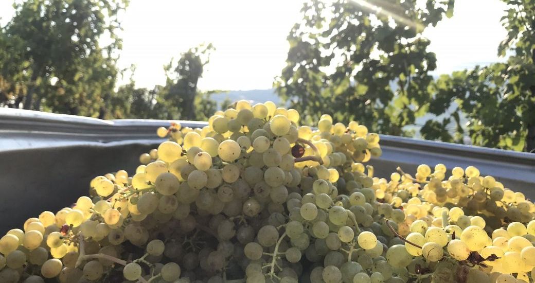 Buchmann Weine - the boutique winery