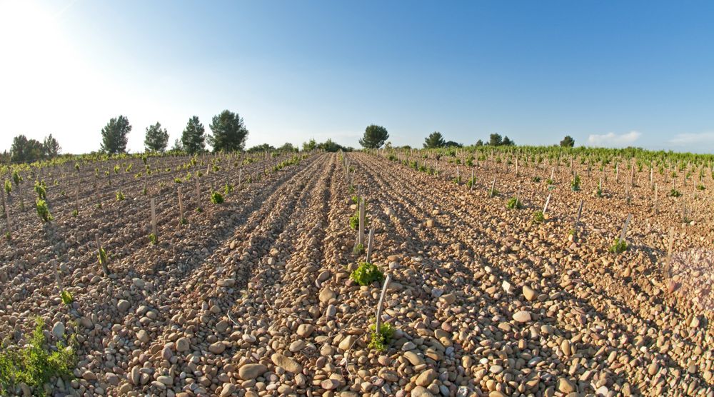 Chateneuf du Pape