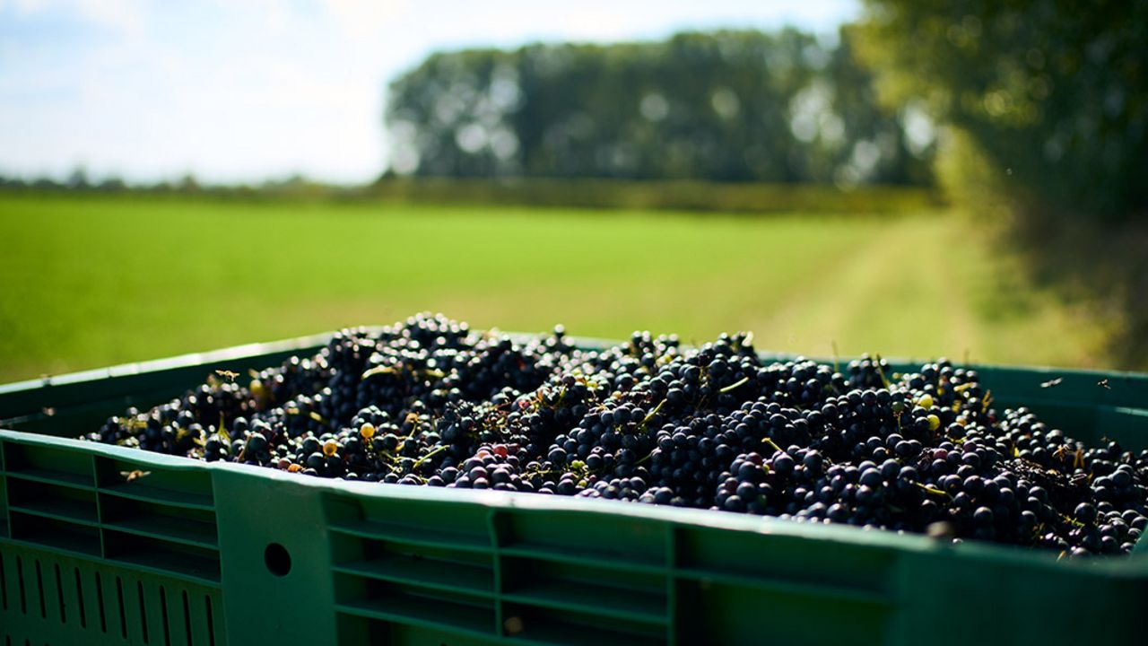 Interview Corrado Cattani Best of Lombardia VINUM