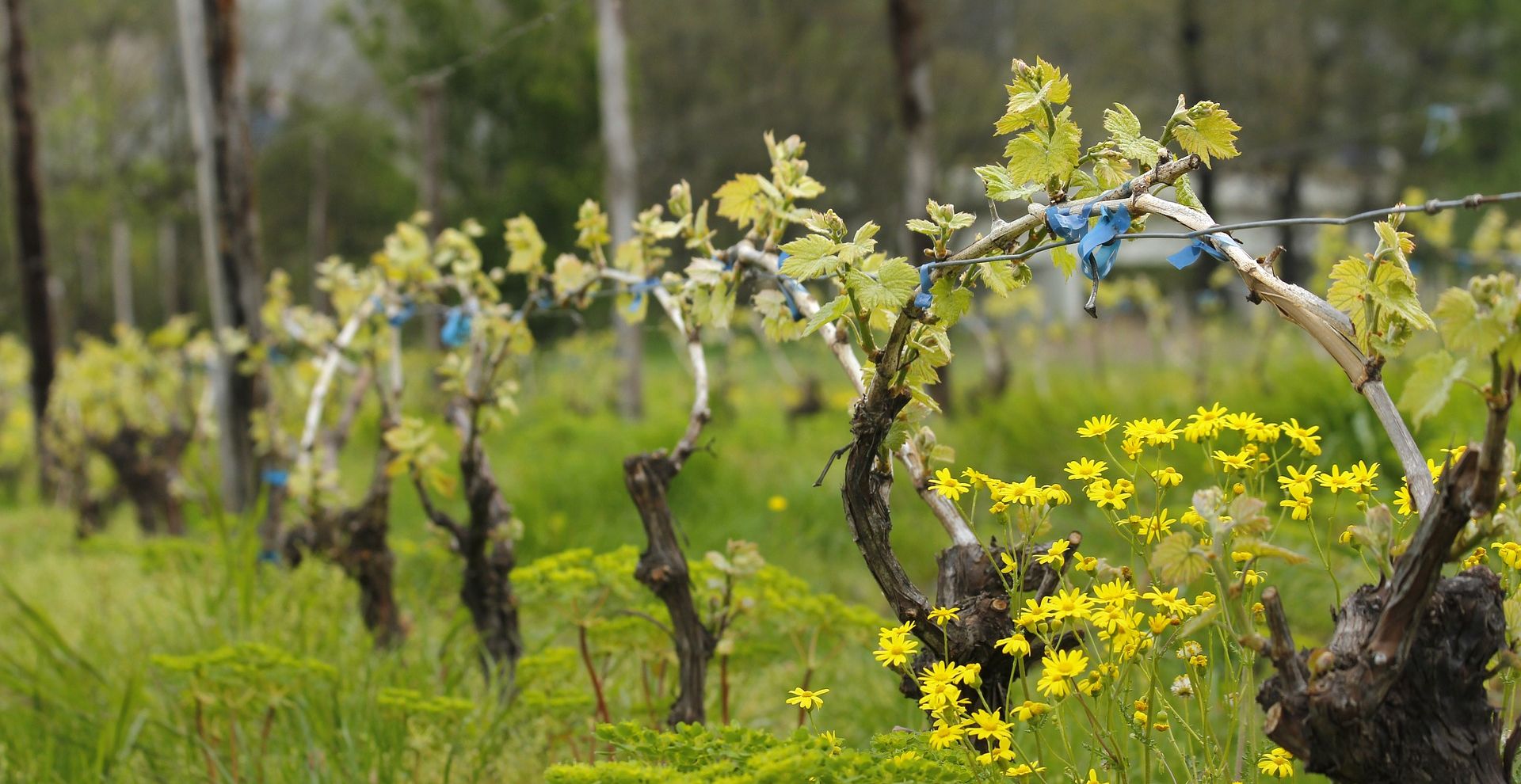 Weinregionen: Mazedonien