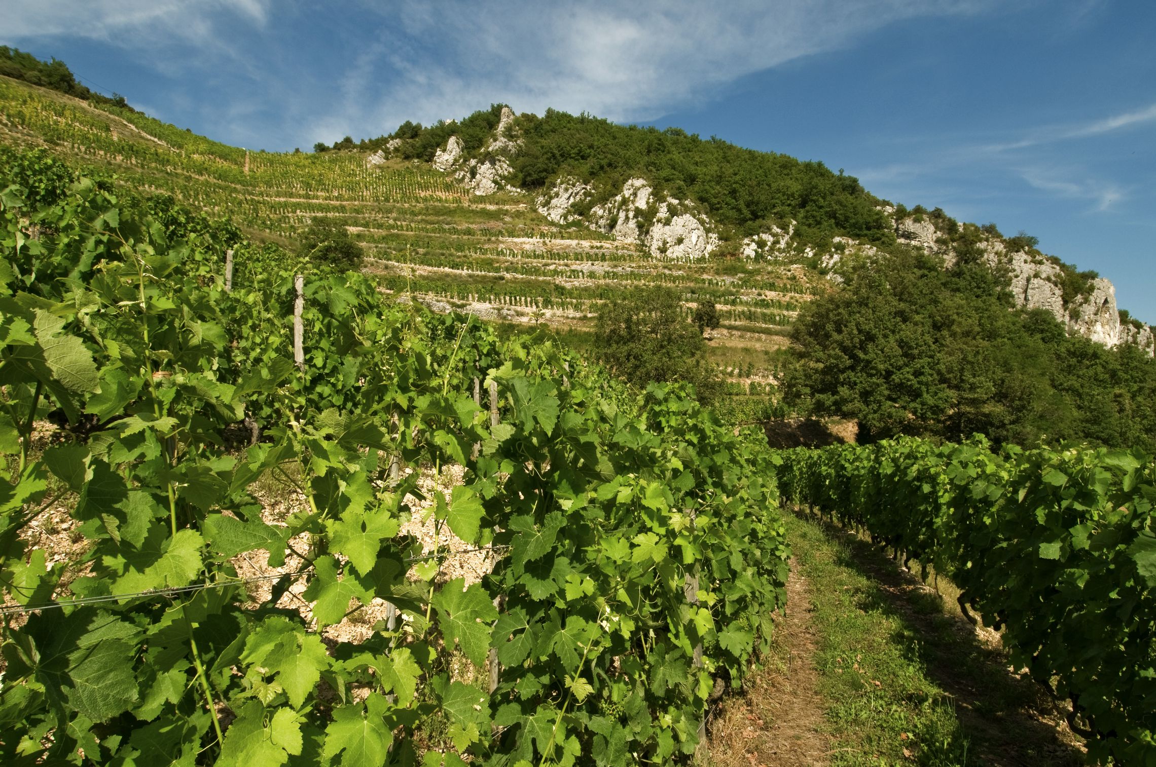 Rhône: Saint-Joseph