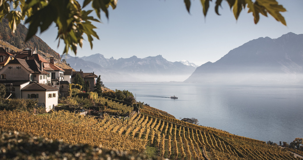 Luc Massy Vins