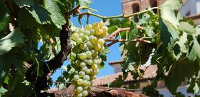 Masterclass und Walkaround Tasting mit der D.O. Rueda