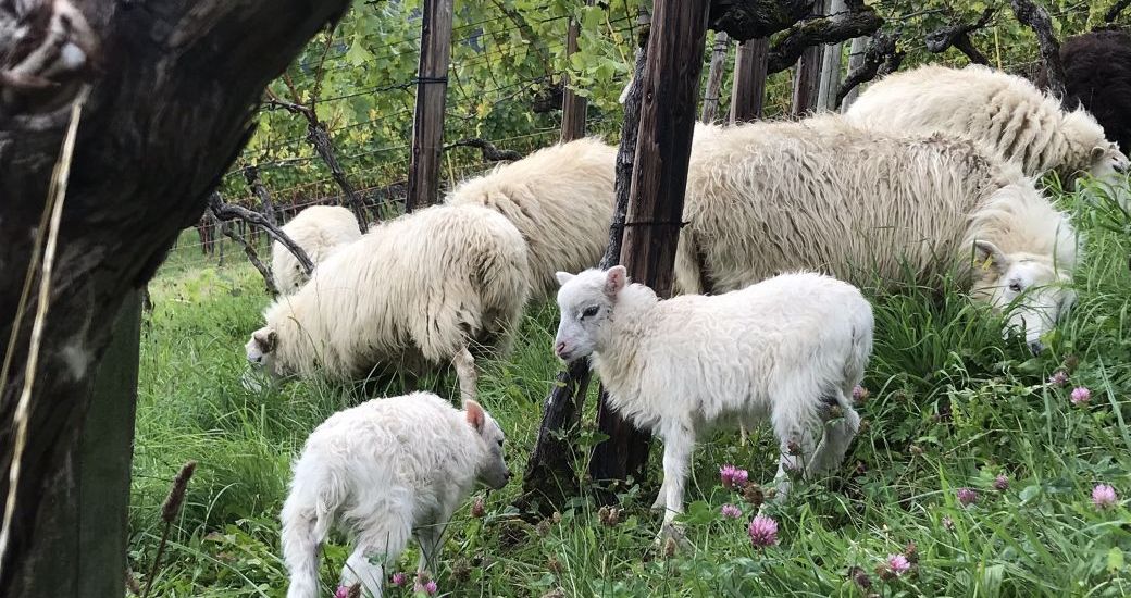 Buchmann Weine - the boutique winery