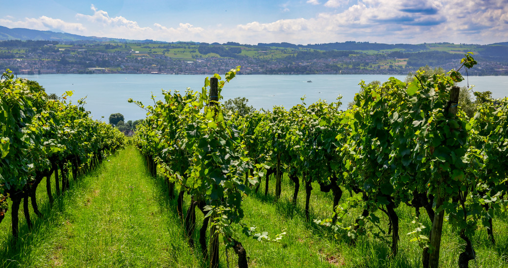 Weingut Rebhalde