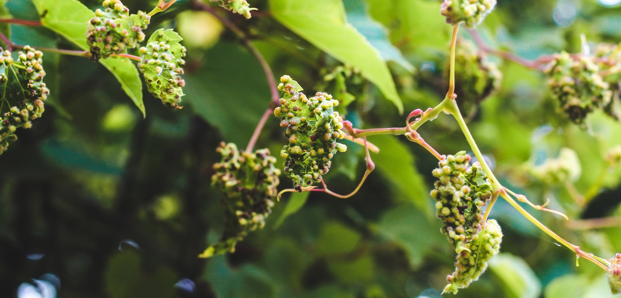 Effet du phylloxéra sur les feuilles de vigne