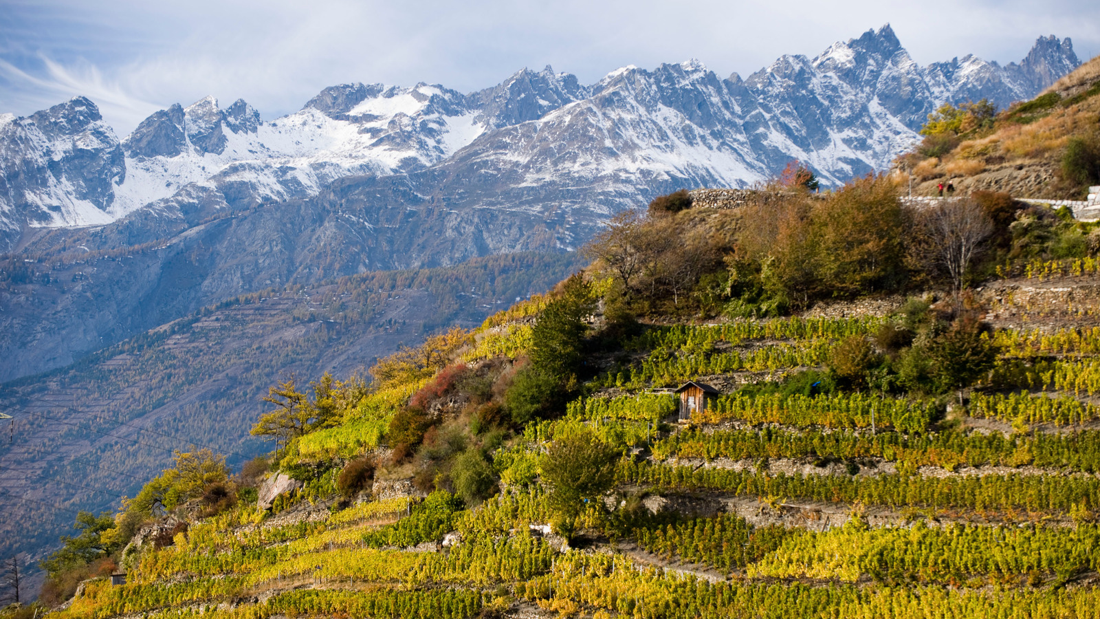Le vignoble de Visperterminen (photo: weinweltfoto.ch) Le vignoble de Visperterminen (photo: weinweltfoto.ch)
