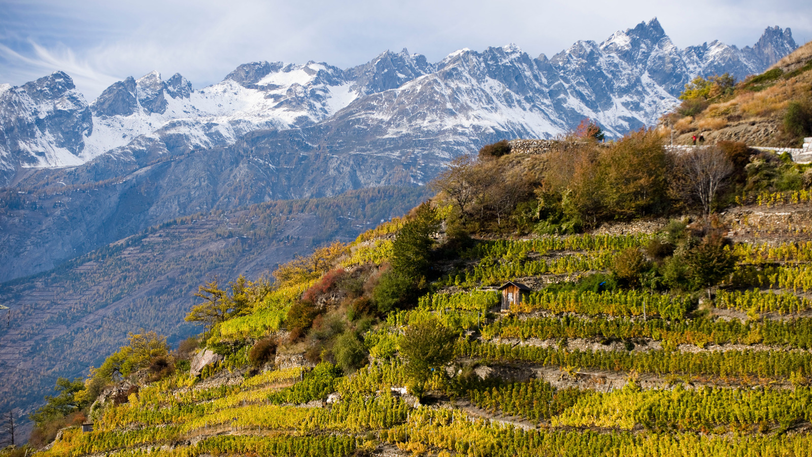 Le vignoble de Visperterminen (photo: weinweltfoto.ch)