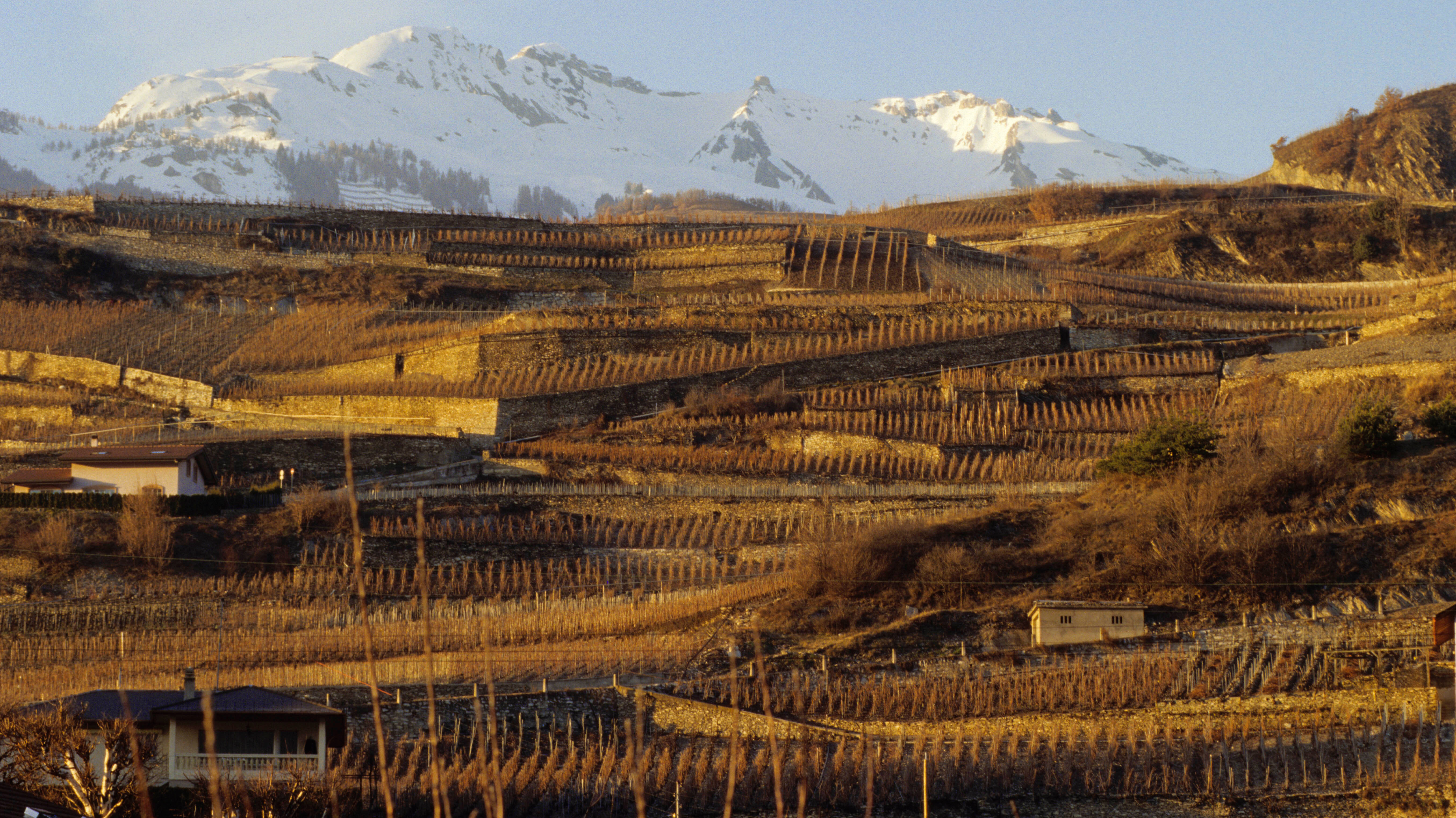 Le vignoble en terrasses de Conthey. Photo: Siffert / weinweltfoto.ch