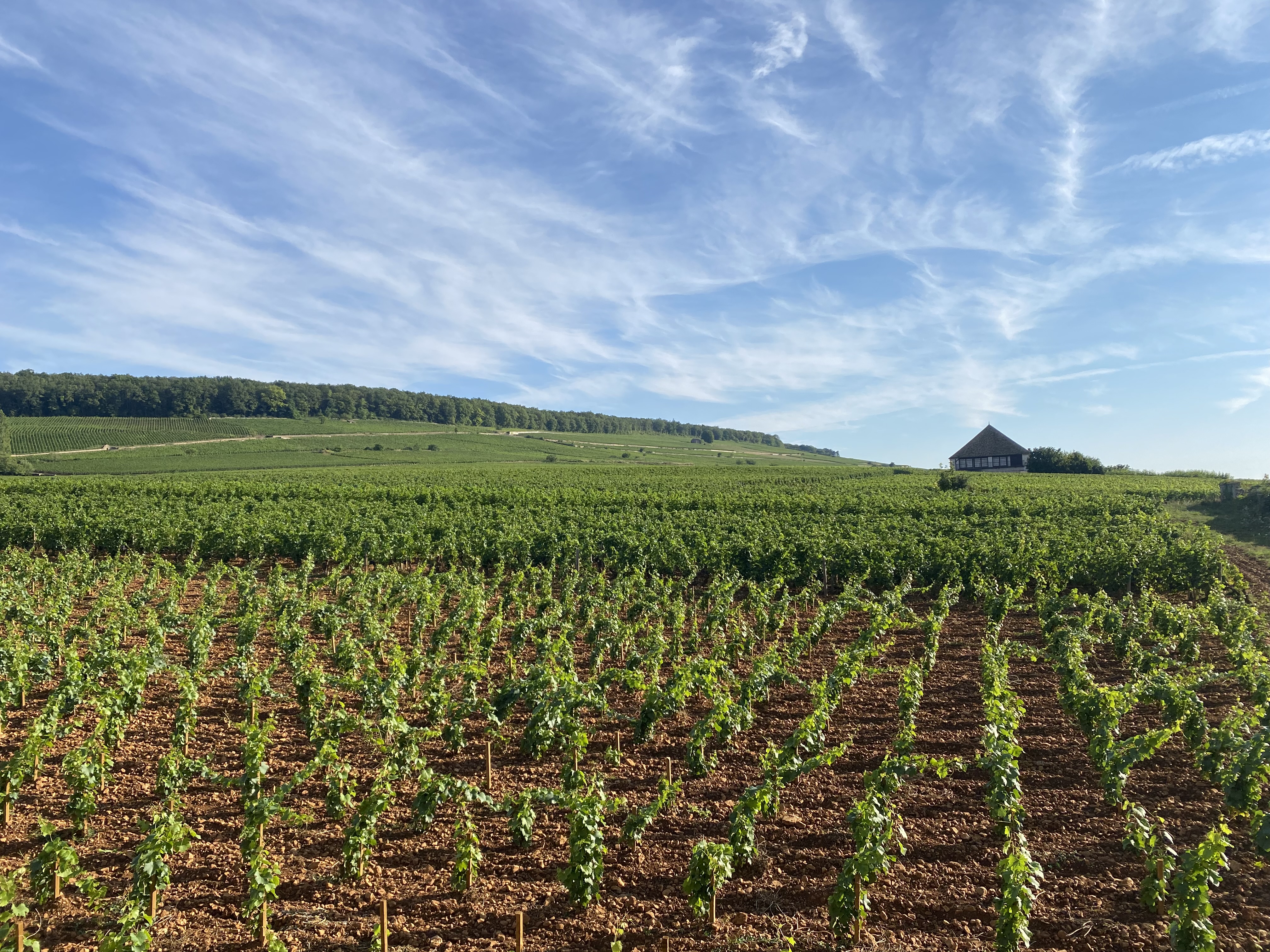 Vue sur la colline de Corton depuis le village d'Aloxe-Corton. Photo: Anick Goumaz