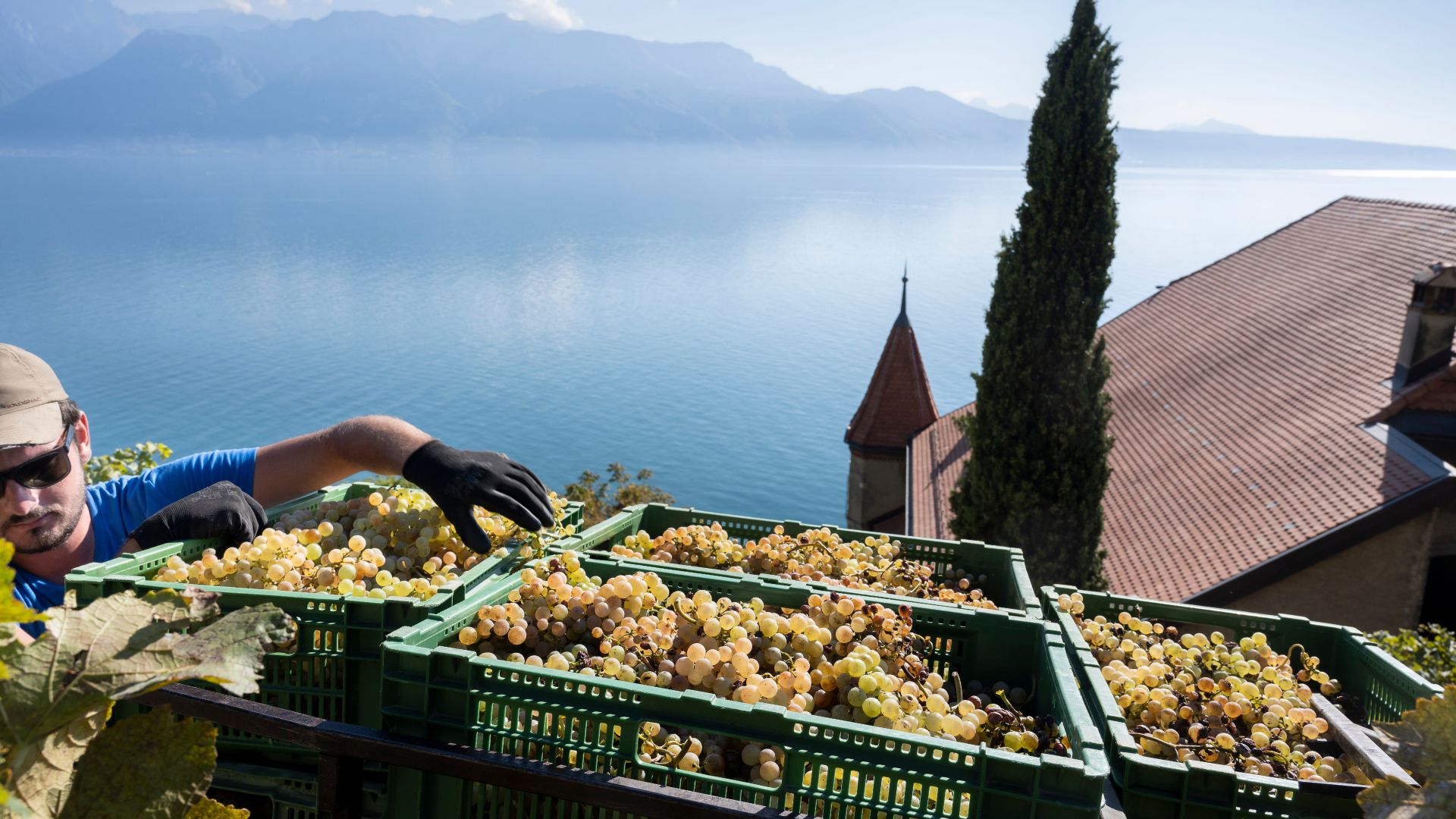Les vendanges à Lavaux, photo: Siffert / weinweltfoto.ch Les vendanges à Lavaux, photo: Siffert / weinweltfoto.ch