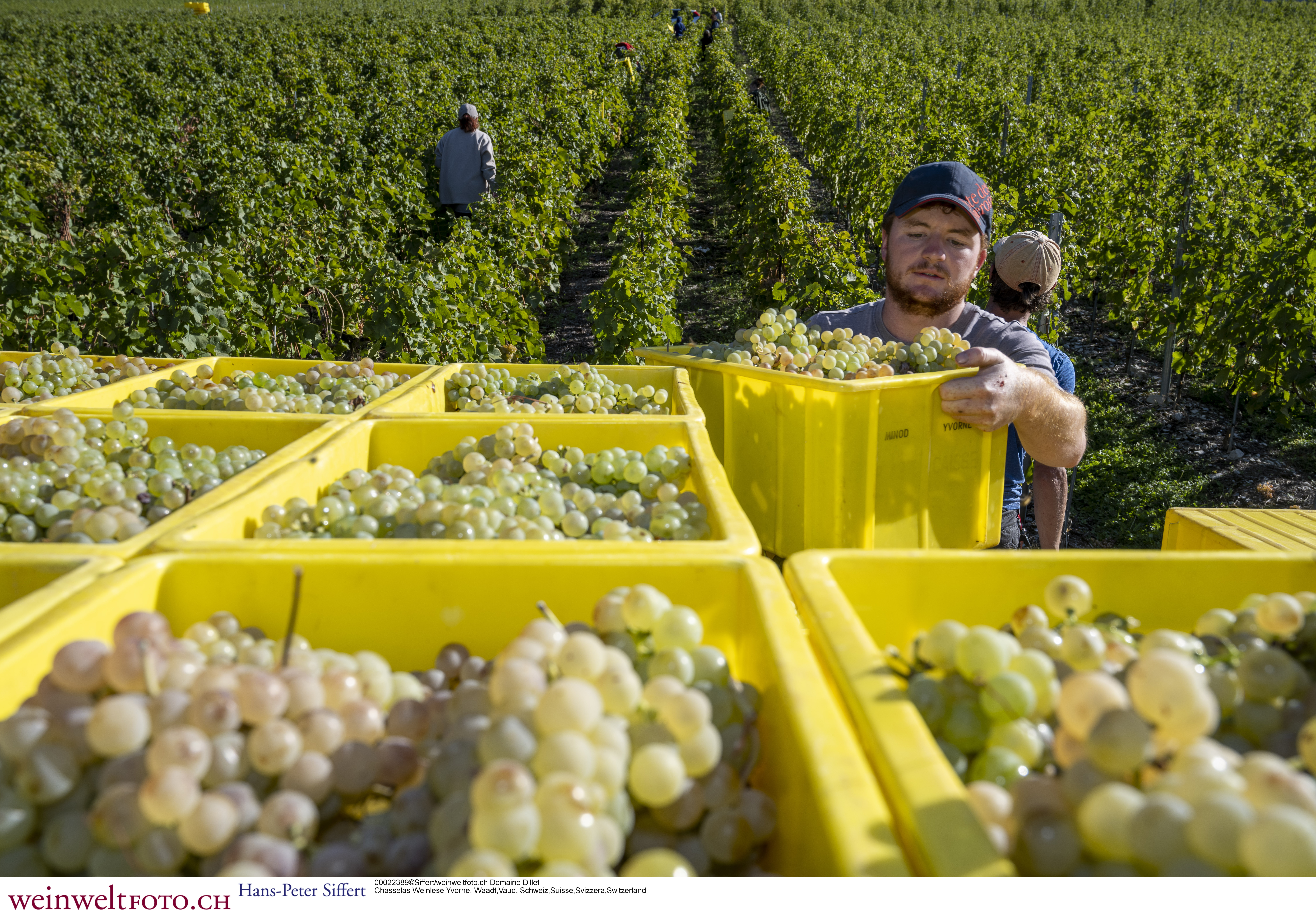 Les vendanges à Yvorne. Photo: Siffert / weinweltfoto.ch Les vendanges à Yvorne. Photo: Siffert / weinweltfoto.ch